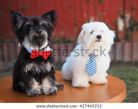 Adorable Yorkshire Terrier Dog and White Fluffy Maltese Puppy with Neck Ties Posing for Picture on Table 
