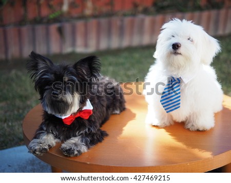 Portrait of Cute Yorkshire Terrier Dog and White Fluffy Maltese Puppy with Ties Posing for Picture on Table 