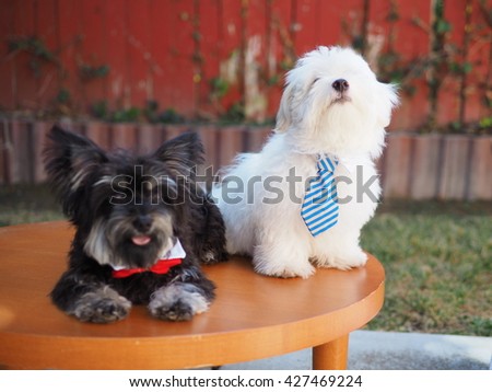 Yorkshire Terrier Dog and White Fluffy Maltese Puppy with Neck Ties Posing for Picture on Table 