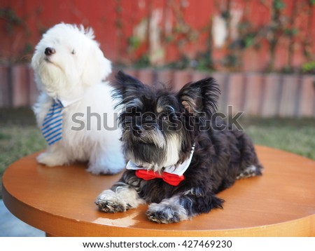 Portrait of Sweet Yorkshire Terrier Dog and White Fluffy Maltese Puppy with Neck Ties Posing for Picture on Table 