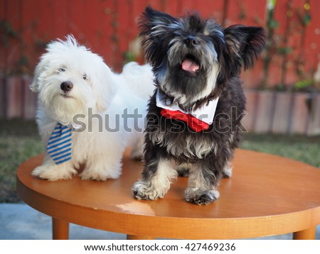 Portrait of Adorable Yorkshire Terrier Dog and White Fluffy Maltese Puppy with Ties Posing for Picture on Table 