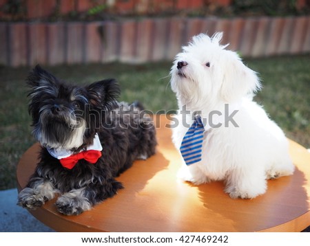 Portrait of Yorkshire Terrier Dog and White Fluffy Maltese Puppy with Ties Posing for Picture on Table 