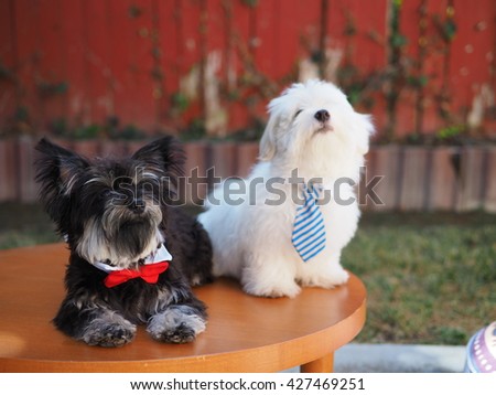 Portrait of Handsome Yorkshire Terrier Dog and White Fluffy Maltese Puppy with Neck Ties Posing for Picture on Table 