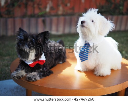 Adorable Yorkshire Terrier Dog and White Fluffy Maltese Puppy Friend with Neck Ties Posing for Picture Together on Table 