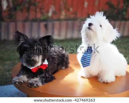 Adorable Yorkshire Terrier Dog and White Fluffy Maltese Puppy Friend with Neck Ties Posing for Picture on Table 