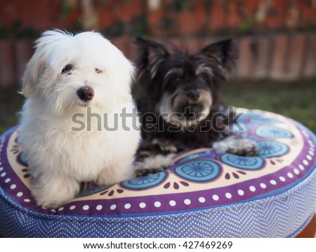 Adorable White Fluffy Maltese Puppy Dog and Yorkshire Terrier Friend Posing for Picture on Blue Pillow