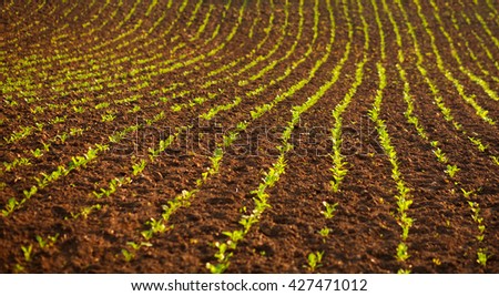 Rural agricultural landscape, field of young green plants