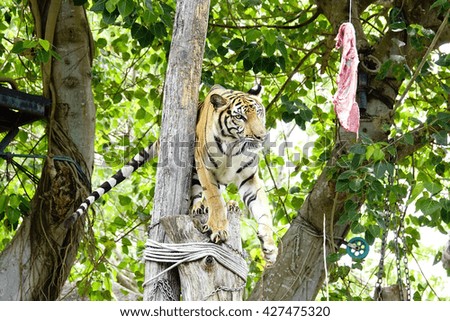 Bengal tiger with blurry  background on nice day:Select focus with shallow depth of field.