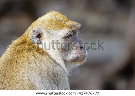 Monkey relaxing with blurry background in morning time:Close up,select focus with shallow depth of field.