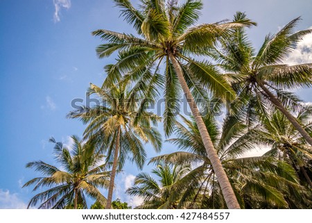 Coconut palm trees farm with sunlight against blue sky
