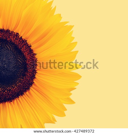 Vintage sunflower picture.
