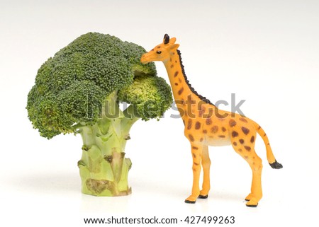 Toy giraffe eats broccoli. Eat your veggies. Can be used as a promo for kids to eat their vegetables. Shot on shaded white background.