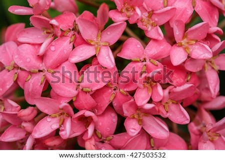 Pink Ixora flower background, soft focus flower background
