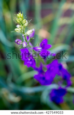 Blue flower with a focus on the foreground