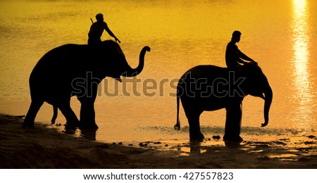 silhouette of elephant in river. Elephant family. Elephants and caravan of elephant family at Elephant village zoo park. Countryside of thailand Mahout can train baby to work and play for agriculture 