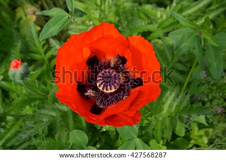 flower red poppy and bees 