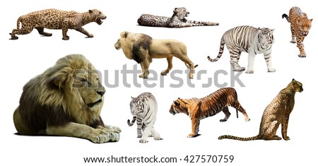 Set of male lion and other big wildcats. Isolated over white background with shade