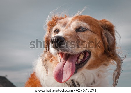 head and shoulders portrait of wind blown red haired collie dog against a stormy sky 