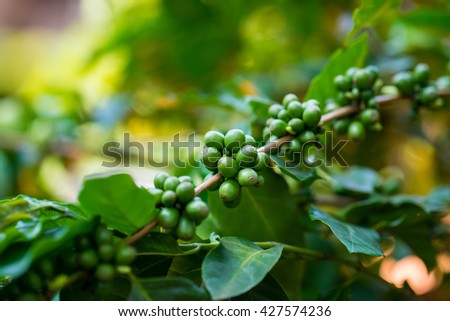 Unripe excelsa coffee beans on tree