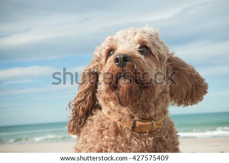 seaside head and shoulders portrait of cavoodle  dog - Cavalier King Charles Spaniel crossed with poodle dog 