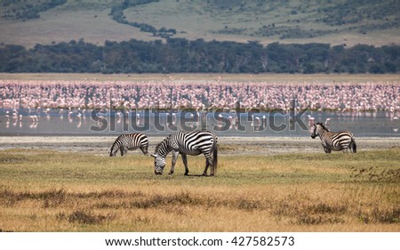 zebra in Ngorongoro Conservation Area. Animals in wildlife for background.