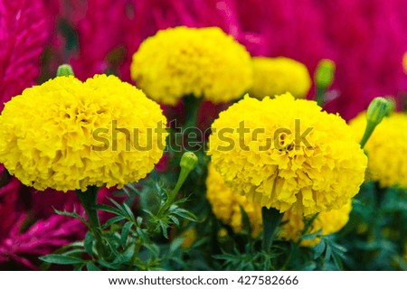 yellow marigolds flowers