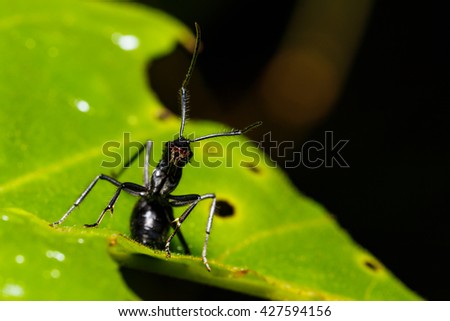 Black ant on green leaf