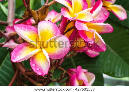 beautiful plumeria flower with rain drop