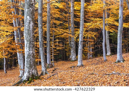 Colorful autumn in the beech forest