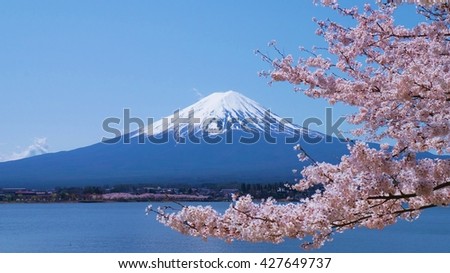 Mount Fuji and cherry-blossoms which are viewed from lake Kawaguchiko, Yamanashi, Japan Royalty-Free Stock Photo #427649737