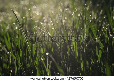 fresh spring grass with early morning dew