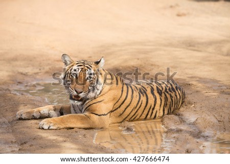 This is a picture of the Indian tiger in the national park. An excellent illustration in the soft light.