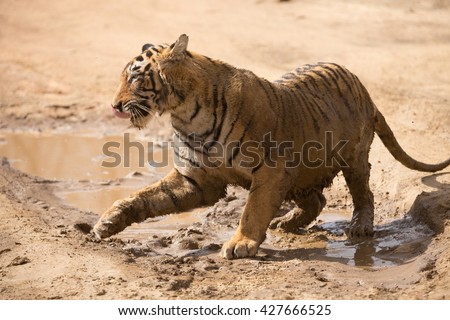 This is a picture of the Indian tiger in the national park. An excellent illustration in the soft light.