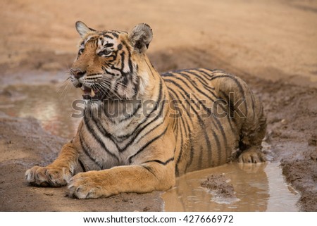 This is a picture of the Indian tiger in the national park. An excellent illustration in the soft light.

