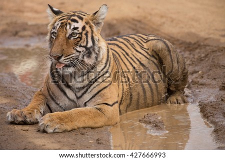 This is a picture of the Indian tiger in the national park. An excellent illustration in the soft light.
