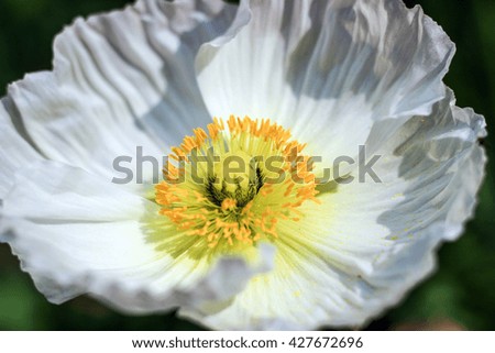 close up of white poppy flower stamen
