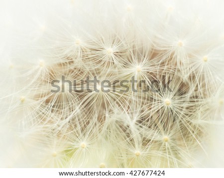 Dreamy dandelion macro. Nature composition.