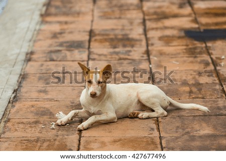 Homeless dog in a sidewalk