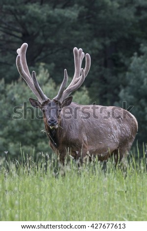 Bull Elk in Velvet - Photograph taken in Elk State Forest, Elk County, Benezette, Pennsylvania