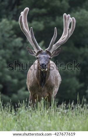 Bull Elk in Velvet - Photograph taken in Elk State Forest, Elk County, Benezette, Pennsylvania