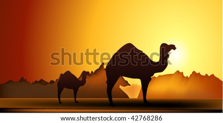 vector illustration of  camel