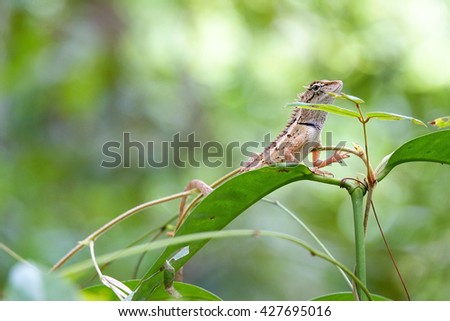 Lizards on tree with blurry green leaf background:Close up,select focus with shallow depth of field.