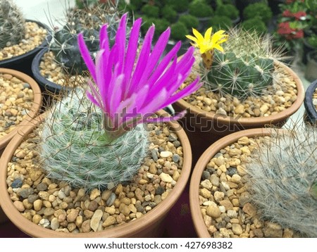 Small cactus in a pot / Mix cactus in a pot / Cactus with flower in a pot