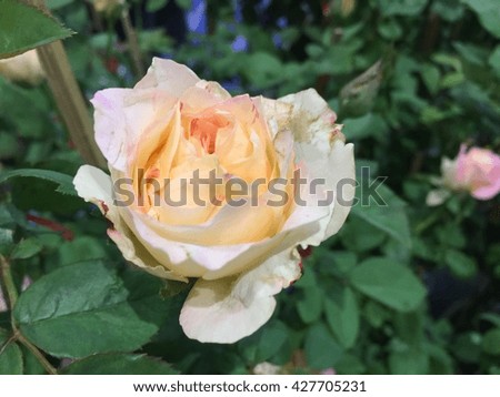 Soft color Roses Background / Beautiful flowers background