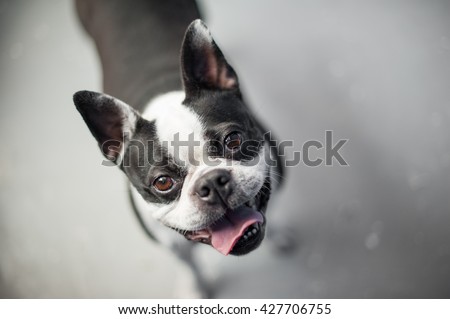 Boston terrier looking up at the camera while standing on a neutral floor. The dog has a gleeful expression on its black and white face. Royalty-Free Stock Photo #427706755
