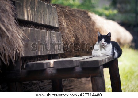 horizontal photo of a black and white cat sitting and sleeping on a wooden rural bench near a fence