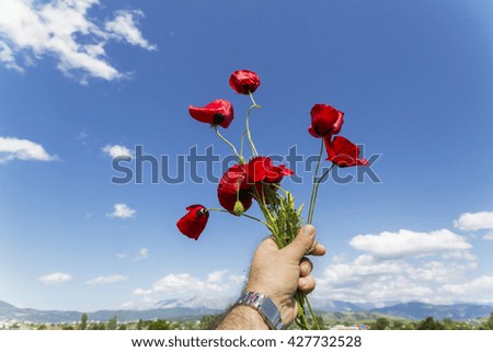 poppies holding on a hand, sky for background