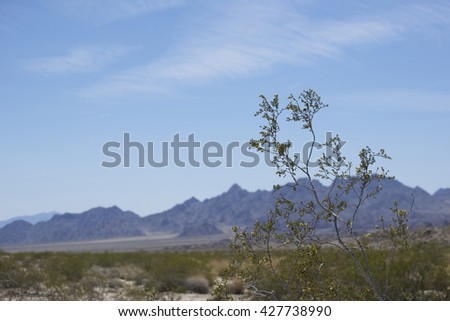 desert; joshua; joshua tree; joshua tree national park; mojave desert; mountain; natural background; natural beauty; nature;