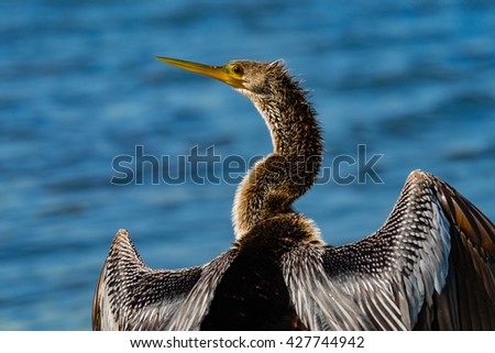 cormorant drying his wings at a lake in saint petersburg