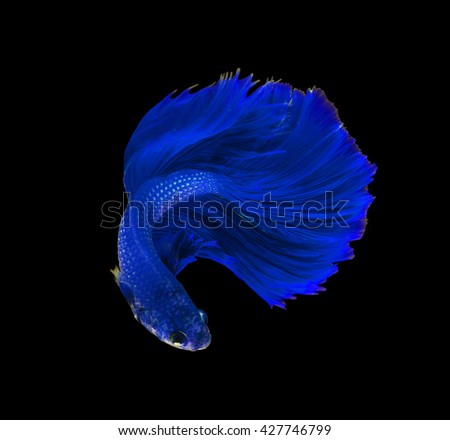 Blue dragon siamese fighting fish, betta fish isolated on black background. 
